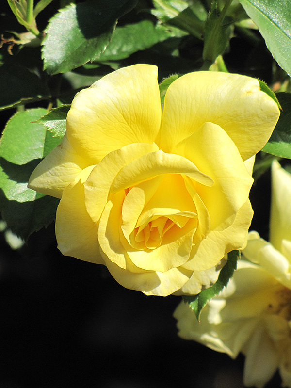 Sun Flare Rose (Rosa 'Sun Flare') at Schaefer Greenhouses