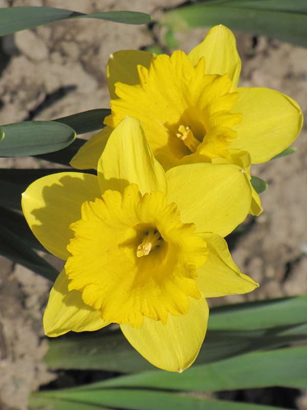 Dutch Master Daffodil (Narcissus 'Dutch Master') at Schaefer Greenhouses