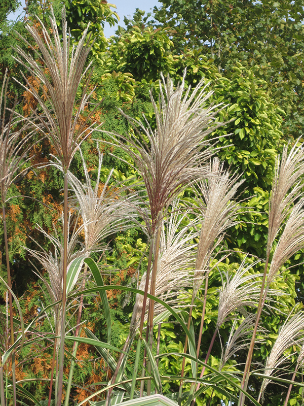 Variegated Silver Grass (Miscanthus sinensis 'Variegatus') at Schaefer Greenhouses