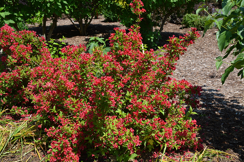 Sonic Bloom Red Reblooming Weigela (Weigela florida 'Verweig 6') at Schaefer Greenhouses