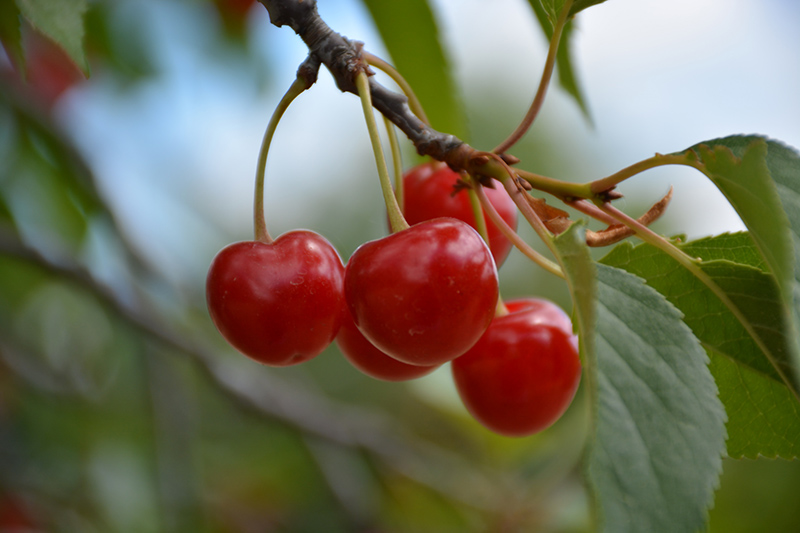 Montmorency Cherry (Prunus 'Montmorency') at Schaefer Greenhouses