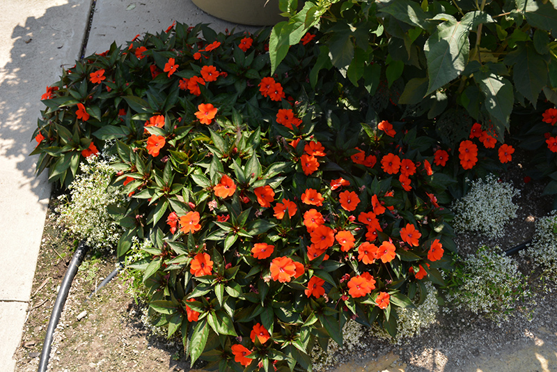 SunPatiens Compact Orange New Guinea Impatiens (Impatiens 'SunPatiens Compact Orange') at Schaefer Greenhouses