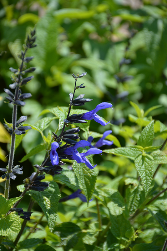 Black And Blue Anise Sage (Salvia guaranitica 'Black And Blue') at Schaefer Greenhouses