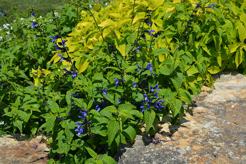 Black And Blue Anise Sage (Salvia guaranitica 'Black And Blue') at Schaefer Greenhouses