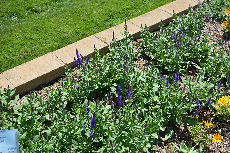 Lyrical Blues Meadow Sage (Salvia nemorosa 'Balyriclu') at Schaefer Greenhouses