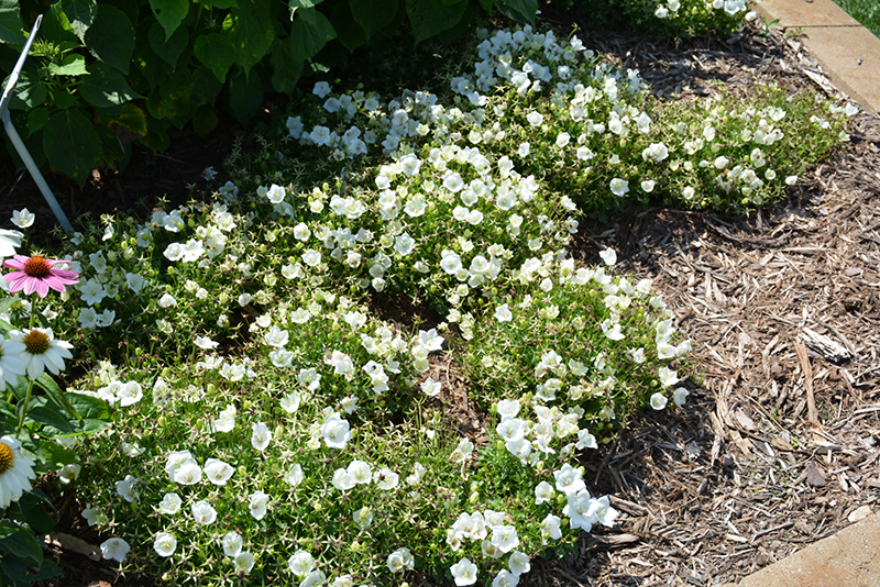 Rapido White Bellflower (Campanula carpatica 'Rapido White') at Schaefer Greenhouses