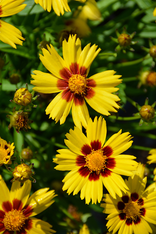 Sunkiss Tickseed (Coreopsis grandiflora 'SunKiss') at Schaefer Greenhouses