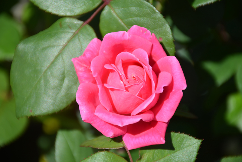 Pink Double Knock Out Rose (Rosa 'Radtkopink') at Schaefer Greenhouses
