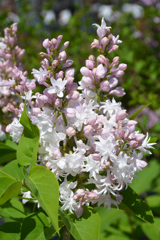 Beauty of Moscow Lilac (Syringa vulgaris 'Beauty of Moscow') at Schaefer Greenhouses