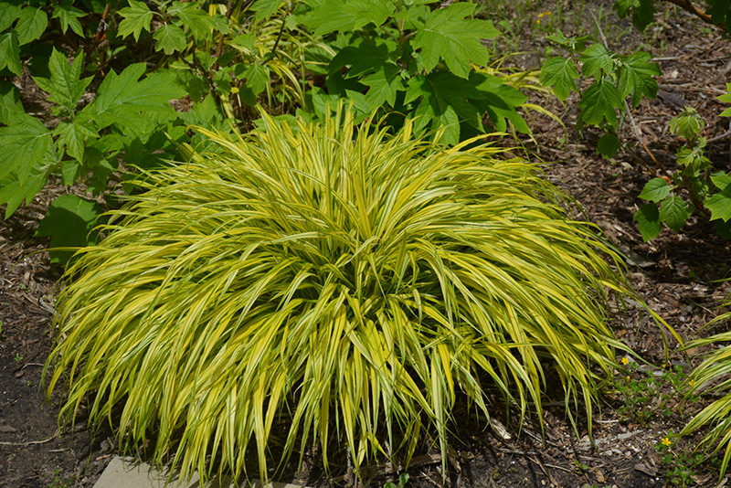 Golden Variegated Hakone Grass (Hakonechloa macra 'Aureola') at Schaefer Greenhouses