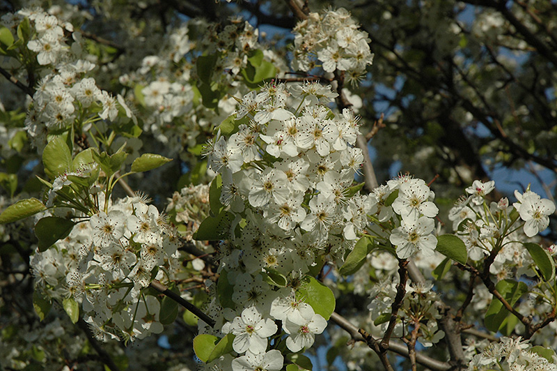 Cleveland Select Ornamental Pear (Pyrus calleryana 'Cleveland Select') at Schaefer Greenhouses