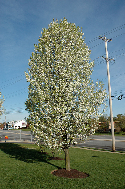 Cleveland Select Ornamental Pear (Pyrus calleryana 'Cleveland Select') at Schaefer Greenhouses