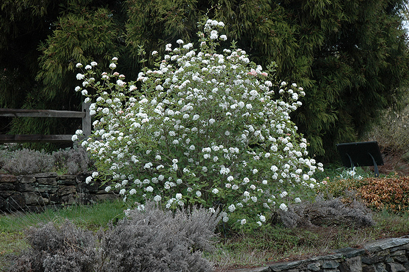 Koreanspice Viburnum (Viburnum carlesii) at Schaefer Greenhouses