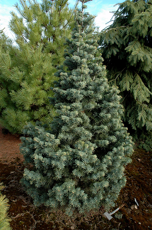 Compact White Fir (Abies concolor 'Compacta') at Schaefer Greenhouses