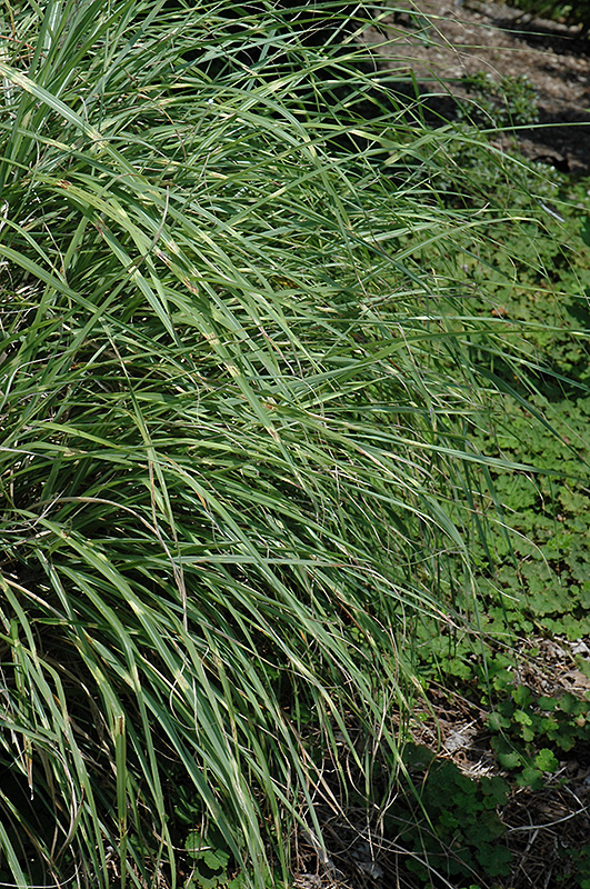 Little Zebra Dwarf Maiden Grass (Miscanthus sinensis 'Little Zebra') at Schaefer Greenhouses