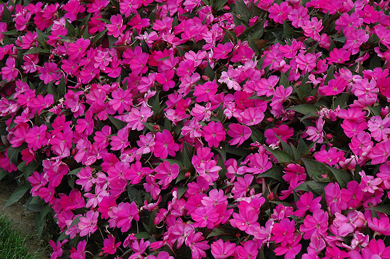 SunPatiens Compact Lilac New Guinea Impatiens (Impatiens 'SunPatiens Compact Lilac') at Schaefer Greenhouses