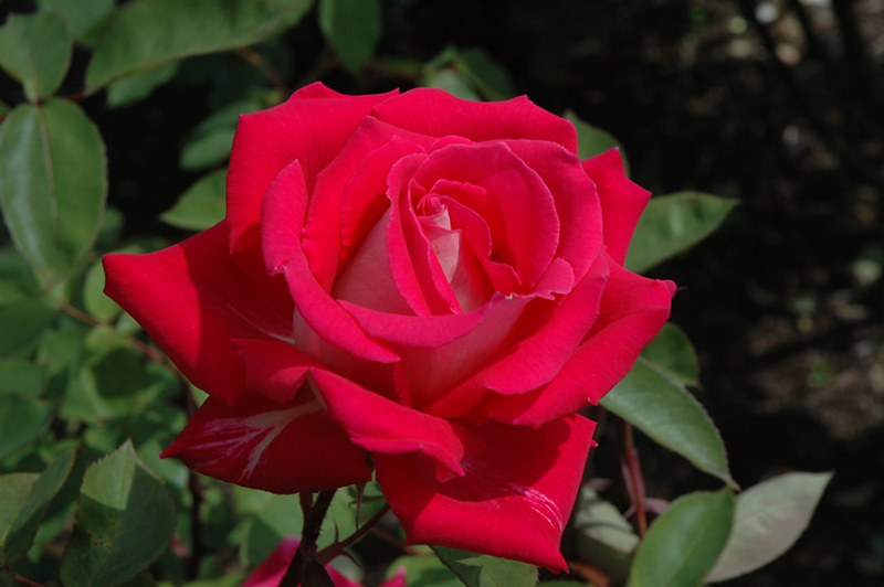 Love Rose (Rosa 'Love') at Schaefer Greenhouses