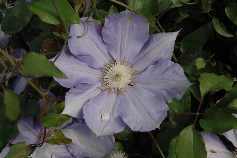H.F. Young Clematis (Clematis 'H.F. Young') at Schaefer Greenhouses