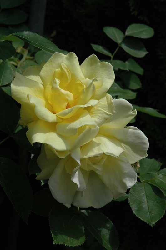 Carefree Sunshine Rose (Rosa 'Carefree Sunshine') at Schaefer Greenhouses