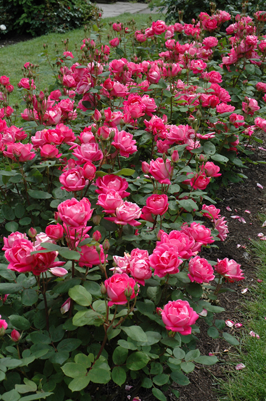 Double Knock Out Rose (Rosa 'Radtko') at Schaefer Greenhouses