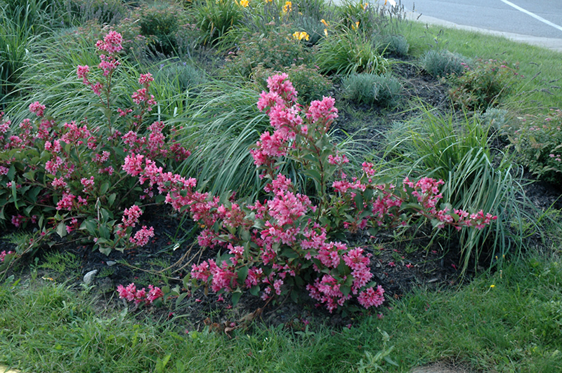 Sonic Bloom Pink Reblooming Weigela (Weigela florida 'Bokrasopin') at Schaefer Greenhouses