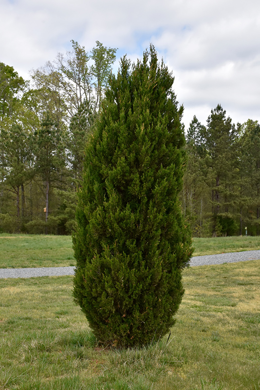 Spartan Juniper (Juniperus chinensis 'Spartan') at Schaefer Greenhouses