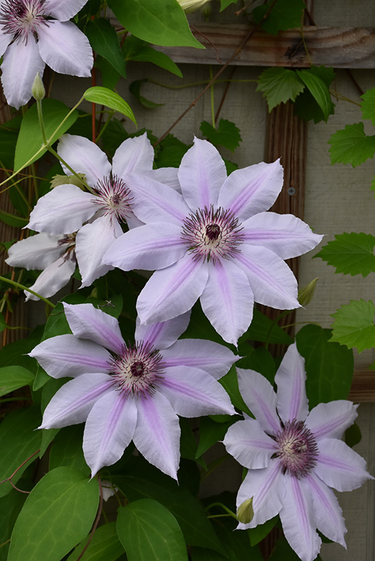Nelly Moser Clematis (Clematis 'Nelly Moser') at Schaefer Greenhouses
