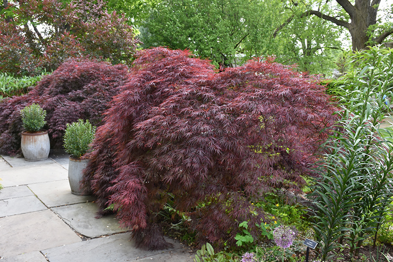 Crimson Queen Japanese Maple (Acer palmatum 'Crimson Queen') at Schaefer Greenhouses