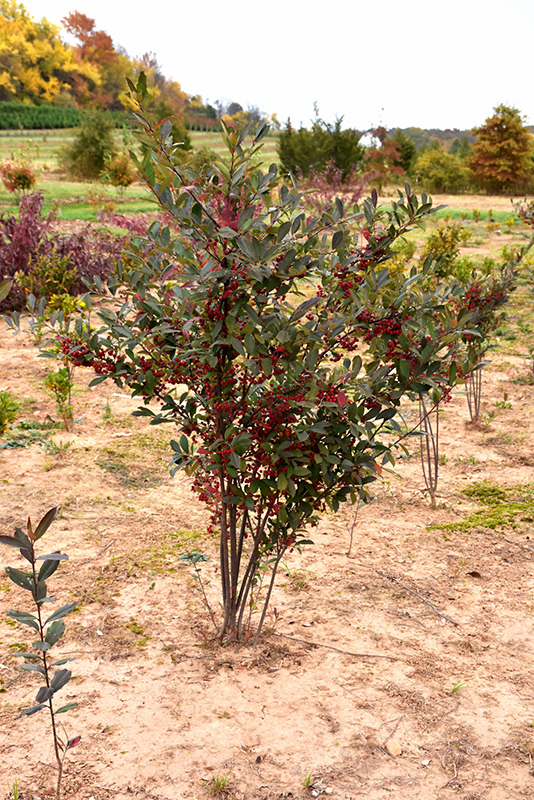 Brilliantissima Red Chokeberry (Aronia arbutifolia 'Brilliantissima') at Schaefer Greenhouses