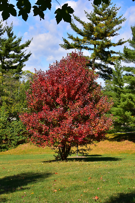 Redpointe Red Maple (Acer rubrum 'Frank Jr.') at Schaefer Greenhouses