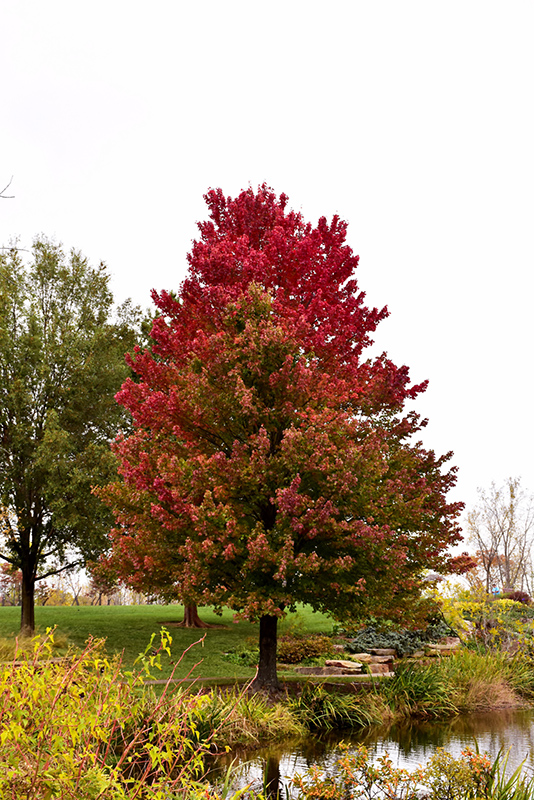 Red Sunset Red Maple (Acer rubrum 'Franksred') at Schaefer Greenhouses