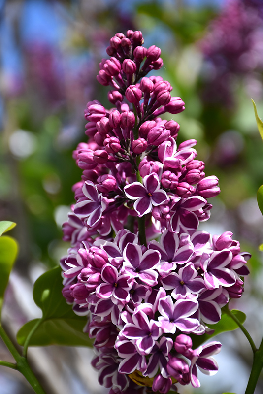 Sensation Lilac (Syringa vulgaris 'Sensation') at Schaefer Greenhouses