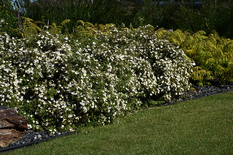 McKay's White Potentilla (Potentilla fruticosa 'McKay's White') at Schaefer Greenhouses