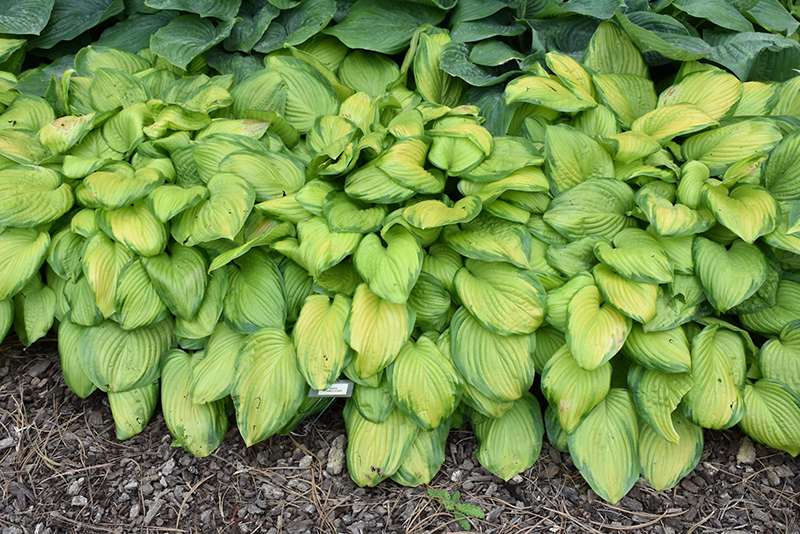 Stained Glass Hosta (Hosta 'Stained Glass') at Schaefer Greenhouses
