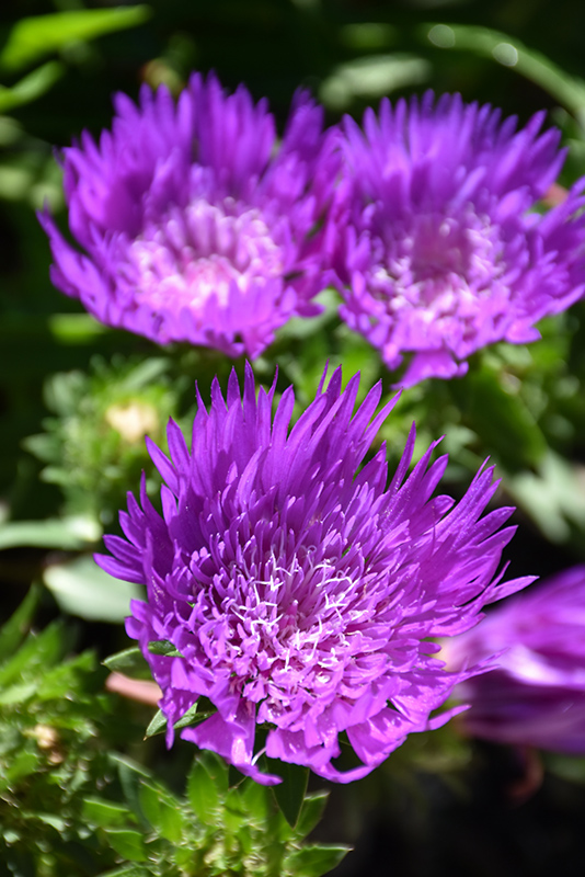 Honeysong Purple Aster (Stokesia laevis 'Honeysong Purple') at Schaefer Greenhouses
