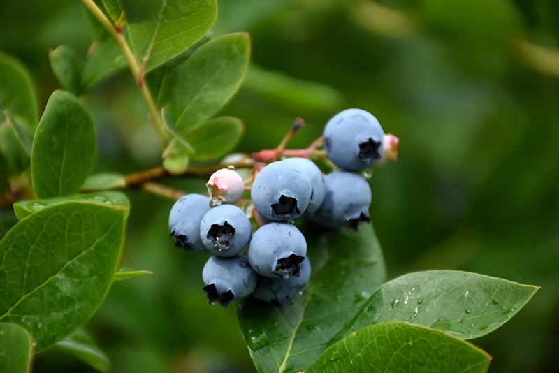 Northcountry Blueberry (Vaccinium 'Northcountry') at Schaefer Greenhouses
