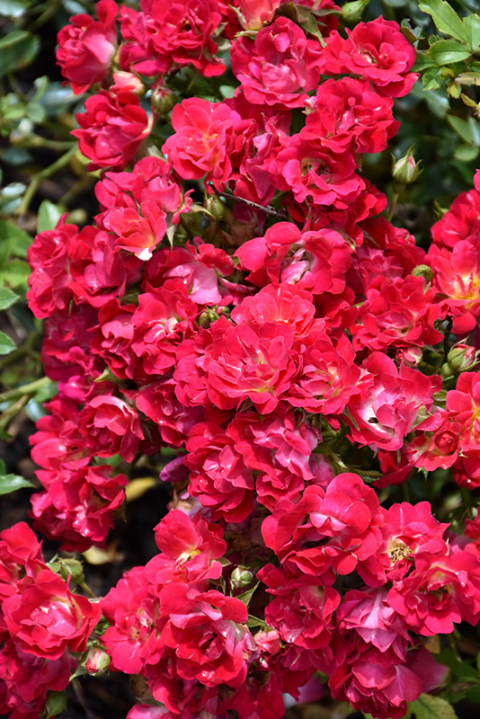 Red Drift Rose (Rosa 'Meigalpio') at Schaefer Greenhouses