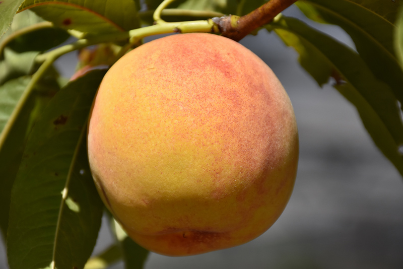 Reliance Peach (Prunus persica 'Reliance') at Schaefer Greenhouses