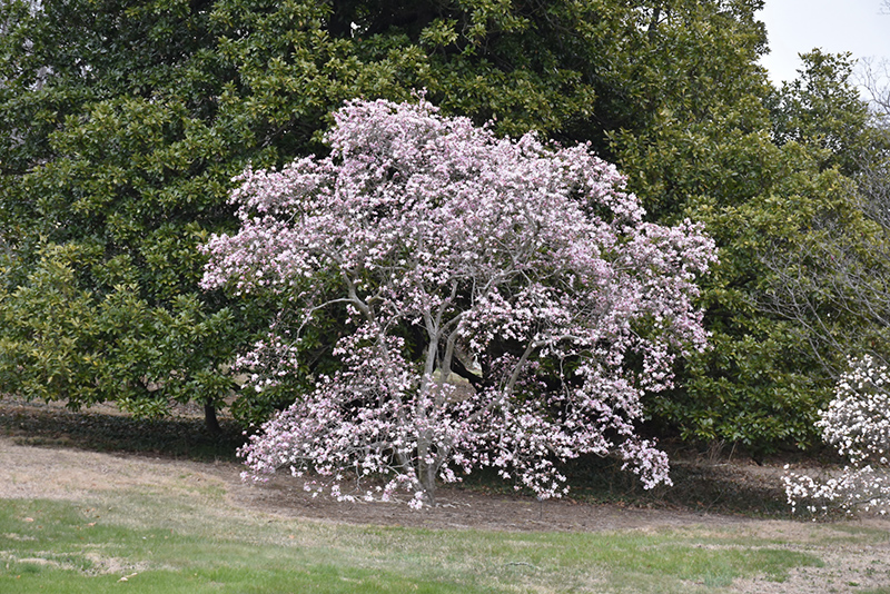 Leonard Messel Magnolia (Magnolia x loebneri 'Leonard Messel') at Schaefer Greenhouses