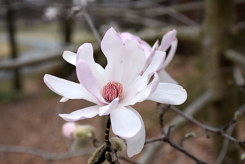 Star Magnolia (Magnolia stellata) at Schaefer Greenhouses