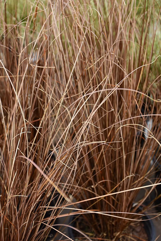 Red Rooster Sedge (Carex buchananii 'Red Rooster') at Schaefer Greenhouses
