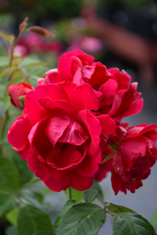 Blaze Rose (Rosa 'Blaze') at Schaefer Greenhouses