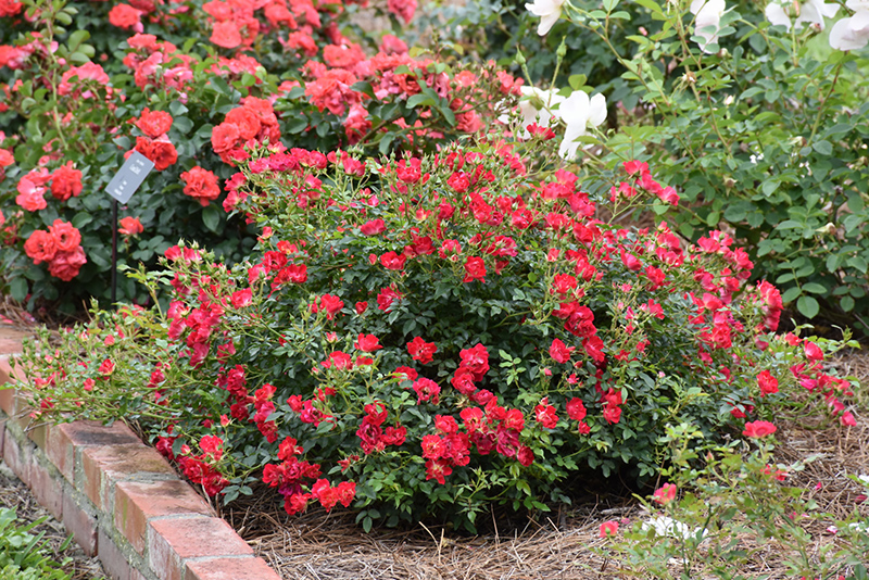 Red Drift Rose (Rosa 'Meigalpio') at Schaefer Greenhouses