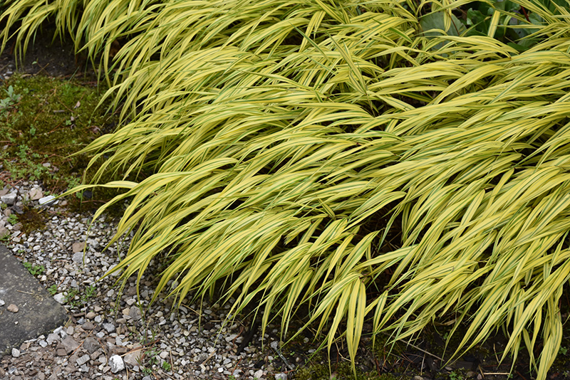 Golden Variegated Hakone Grass (Hakonechloa macra 'Aureola') at Schaefer Greenhouses