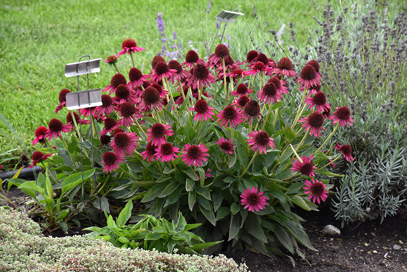 Delicious Candy Coneflower (Echinacea 'Delicious Candy') at Schaefer Greenhouses