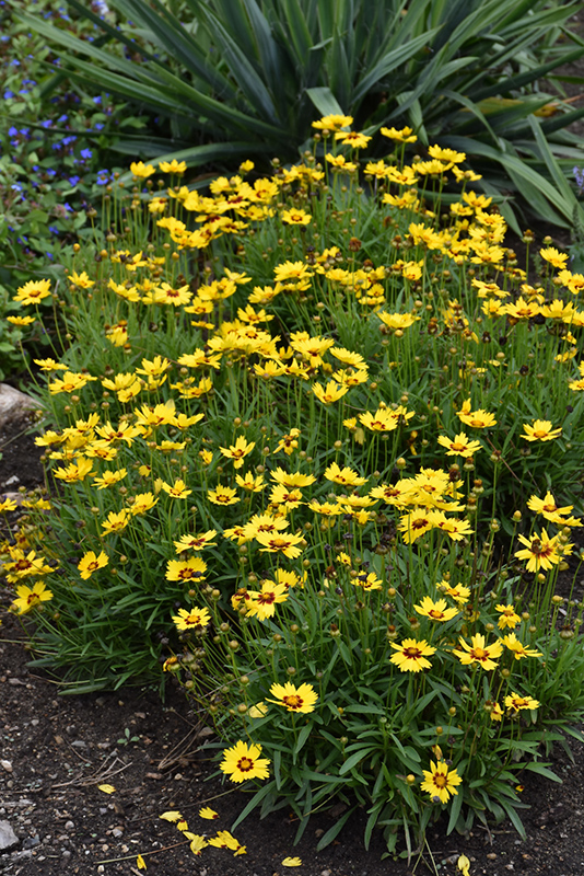 Sunkiss Tickseed (Coreopsis grandiflora 'SunKiss') at Schaefer Greenhouses
