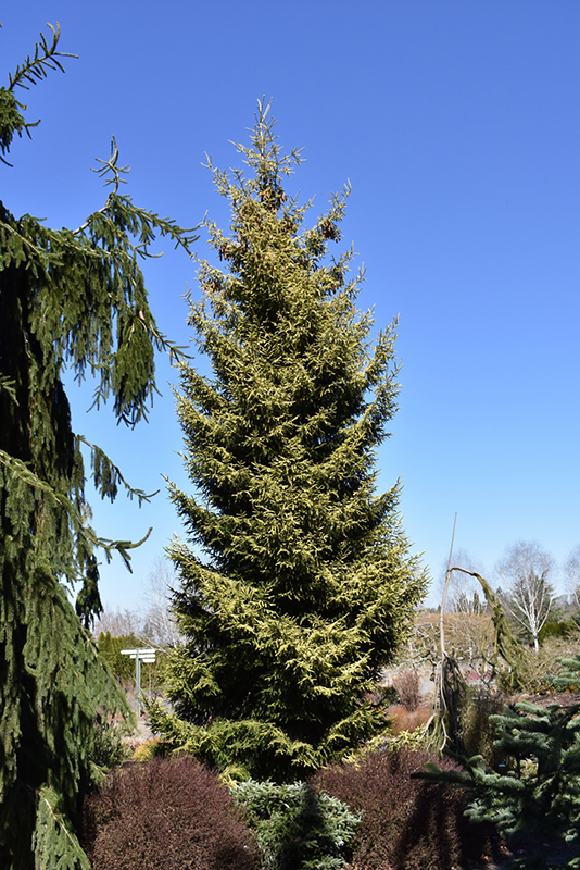 Skylands Golden Spruce (Picea orientalis 'Skylands') at Schaefer Greenhouses