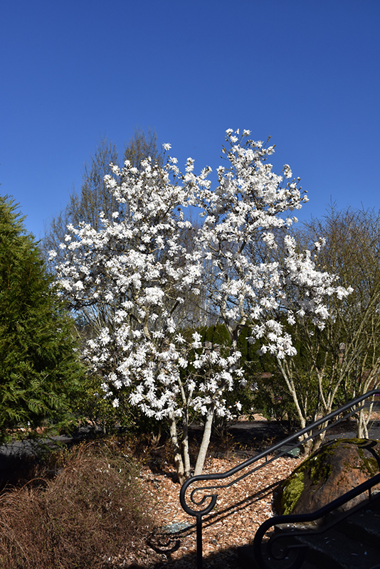Royal Star Magnolia (Magnolia stellata 'Royal Star') at Schaefer Greenhouses