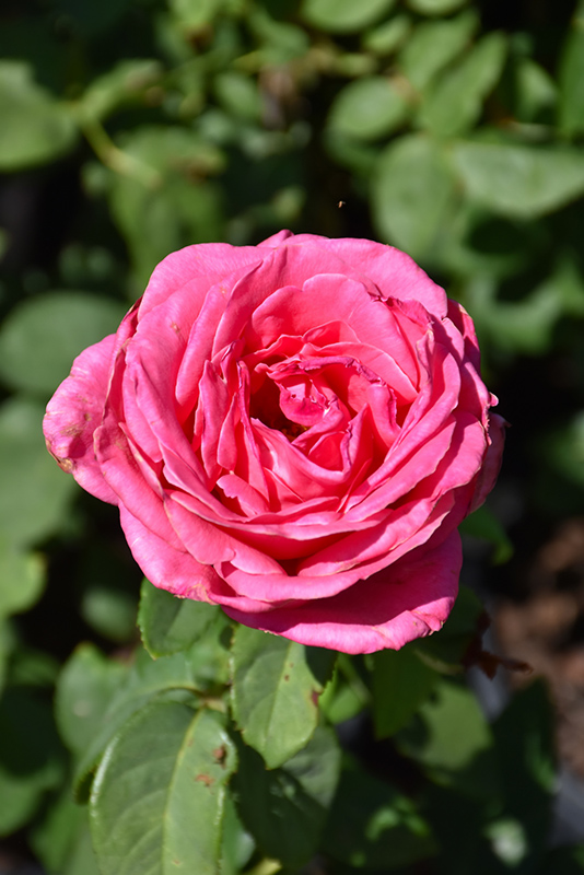 Perfume Delight Rose (Rosa 'Perfume Delight') at Schaefer Greenhouses