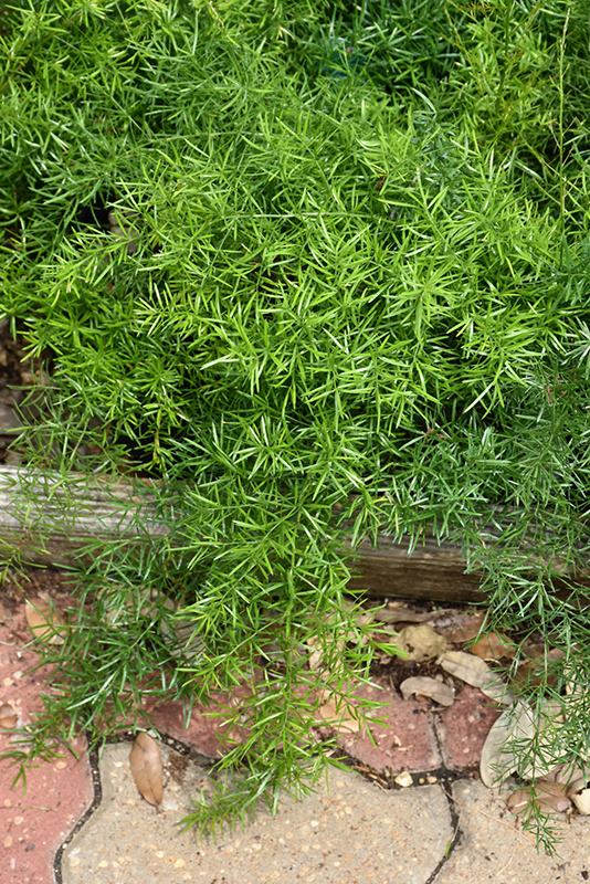 Sprengeri Asparagus Fern (Asparagus densiflorus 'Sprengeri') at Schaefer Greenhouses